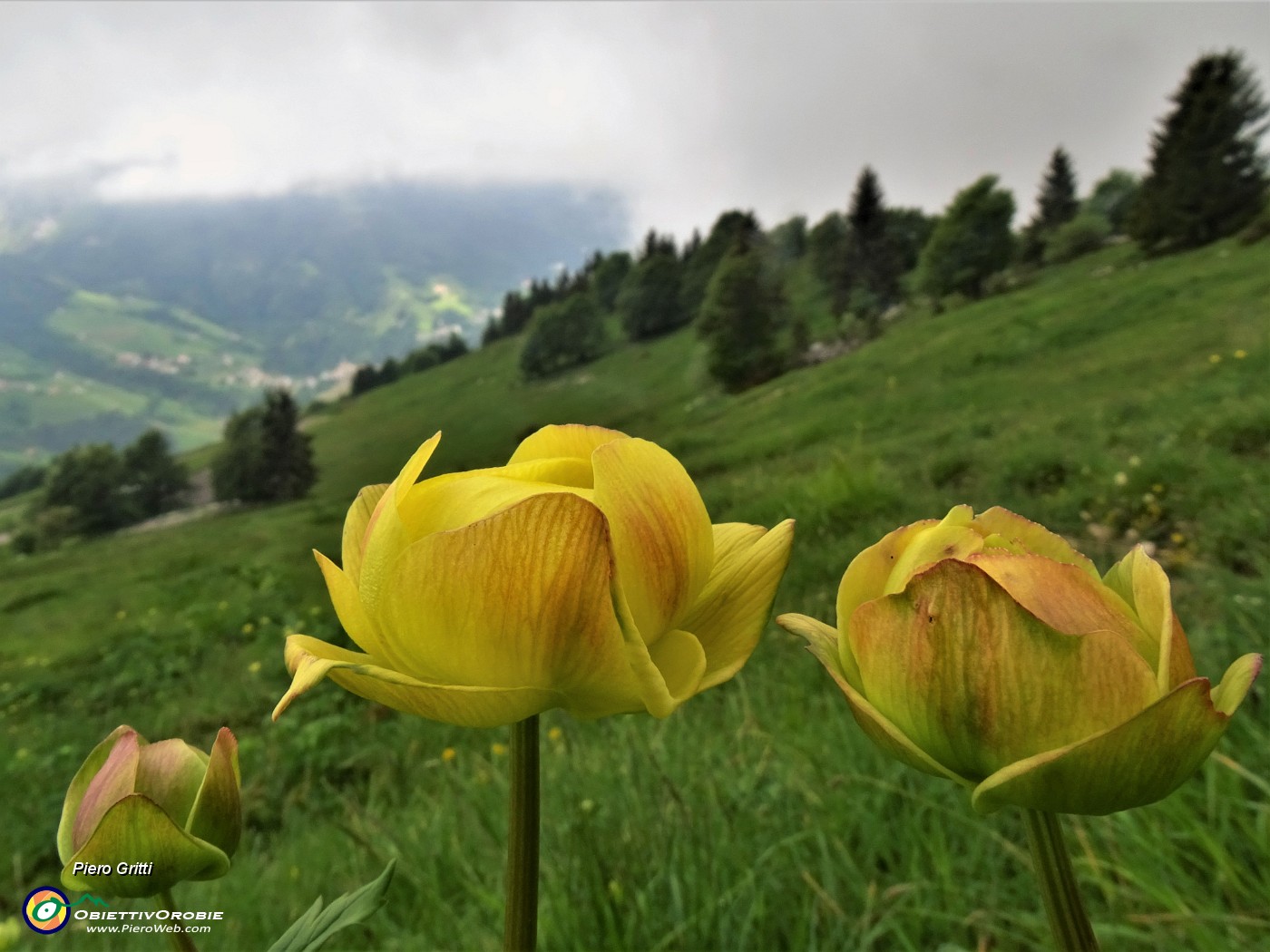 71 Trollius europaeus (Botton d'oro) .JPG